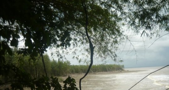 mangrove de cayenne centre