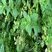 La Menthe