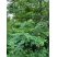 Le Robinier faux-acacia