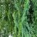 Le Robinier faux-acacia