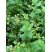 La Menthe