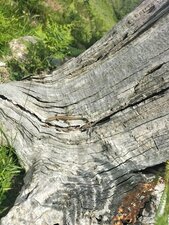 Le lézard des murailles