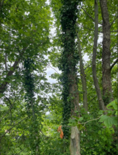 Importance du lierre