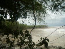 mangrove de cayenne centre