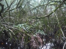 mangrove des salines de montjoly