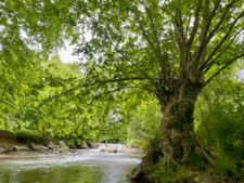 La trogne (ou arbre têtard)