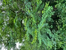 Le Robinier faux-acacia