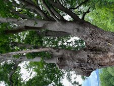 Le Chêne pédonculé