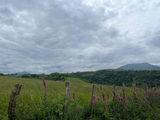 A la découverte du Digitale