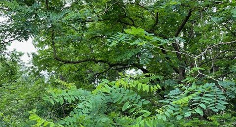 Le Robinier faux-acacia