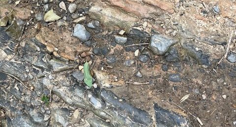 Flysch