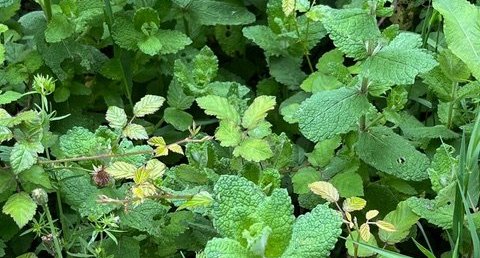 La Menthe