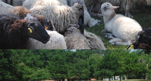 Les moutons dans l'airial