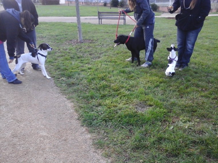 promeneurs chiens parc Poitiers Quartier Saint Éloi